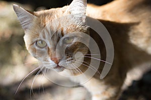 Close up picture of red cat. Beautiful eyes.