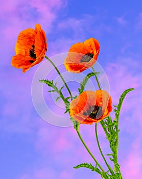 Wonderful red Poppies on blurred background