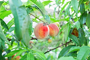 Close up Picture of the red riped peaches on the peach tree or in the organic farming orchard or home garden in summer