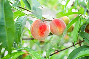 Close up Picture of the red riped peaches on the peach tree or in the organic farming orchard or home garden in summer