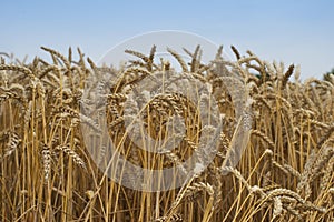 Close up Picture on the riped wheat filed. Dried yellow grains and straws in the summer day waiting for the combine harvester.