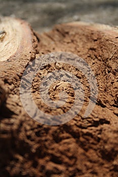 Close-up picture of rotten wood dust. Brown decayed log.