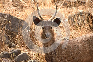 Close up picture of sambar deer