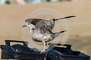 Close up picture of a seagull with its wings wide open standing on trash can