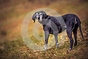 Close-up picture of senior dog with gray hair