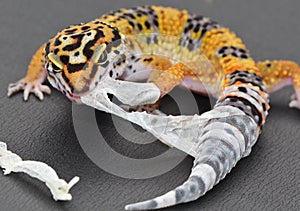 Shedding Leopard gecko tearing the skin off of his leg and tail. photo