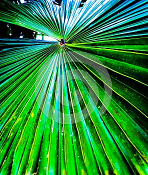 Dark green fan leaf palm photo