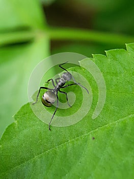 Close up picture of small black ants, called Odorous House Ants, insects, fauna, animals