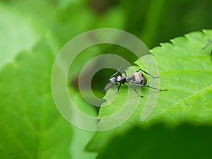 Close up picture of small black ants, called Odorous House Ants, insects, fauna, animals