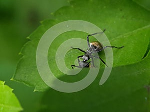 Close up picture of small black ants, called Odorous House Ants, insects, fauna, animals