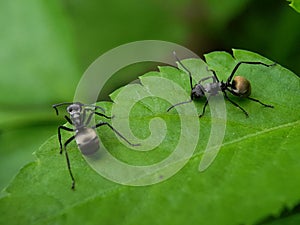 Close up picture of small black ants, called Odorous House Ants, insects, fauna, animals