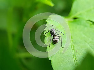 Close up picture of small black ants, called Odorous House Ants, insects, fauna, animals photo