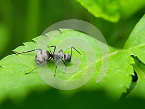 Close up picture of small black ants, called Odorous House Ants, insects, fauna, animals