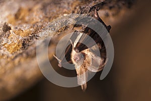 Close up picture of small Brown long-eared bat Plecotus auritus hanging upside down in dark cave resembling similar gray