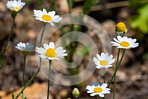 Close up picture of small wild chamomile grows on a green meadow in the summer time. Seasonal flowers in the garden. Greeting card