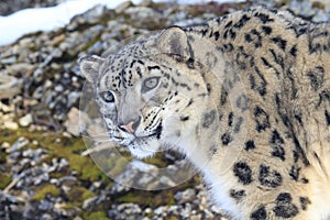 Close up picture of snow leopard