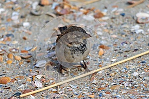 Close up picture of a sparrow