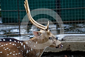 Close up picture Spotted deer, A deer in a zoo