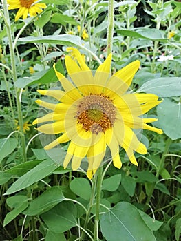 Close up picture of sunflower.