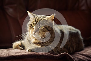 Close up picture of a tabby cat