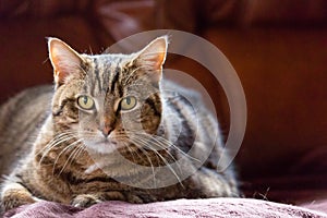 Close up picture of a tabby cat