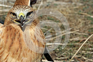 Close up picture to common buzzard