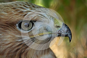 Close up picture to common buzzard