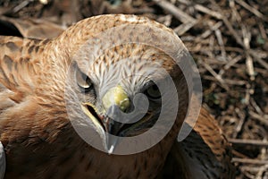 Close up picture to common buzzard