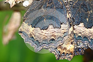 Close up Picture of Tortoiseshell butterfly wings showing the tiny scales.