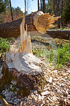 Close up picture of a tree cut down by a beaver