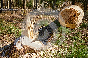 Close up picture of a tree cut down by a beaver