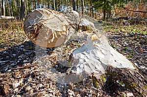 Close up picture of a tree cut down by a beaver