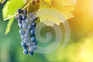 Close-up picture of vine branch with green leaves and isolated dark blue ripe grape cluster lit by bright sun on blurred colorful