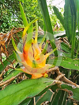 Close up picture of Dragon fruit
