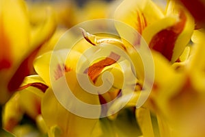 Close up picture of yellow tulips