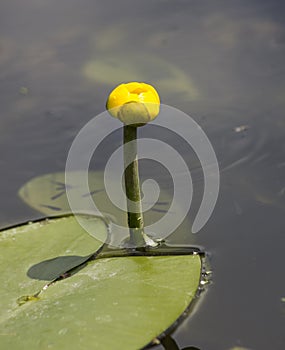 A close up picture of a yellow water lily.