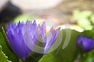 Close-up pictures of purple and pink lotus petals in the morning.Selective focus and blurred background.
