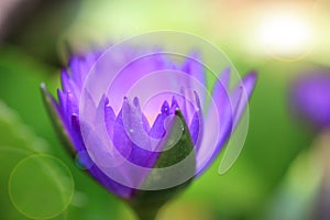 Close-up pictures of purple and pink lotus petals in Zen style