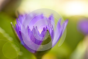Close-up pictures of purple and pink lotus petals in Zen style