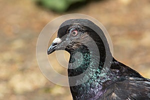 Close up of Pidgeon