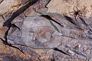 Close-up of a piece of blue coal with a spider. In the Thuringian Slate Hills, Germany