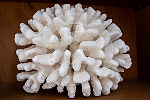 Close-up of a piece of natural white finger coral.