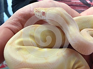 Close up of pied Albino ball python snake being held