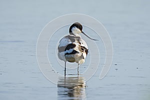 Close-up of a Pied Avocet, Recurvirostra avosetta, standing in the water