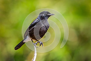 Close up of Pied Bushchat photo