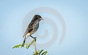 Close-up of Pied Bushchat (Saxicola caprata)