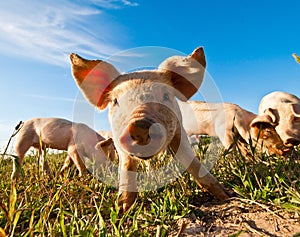 Close up of a pig