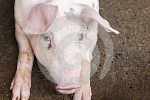 Close up pig lay down on the floor in hovel farm