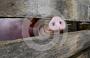 Close-up of a pig snout photo