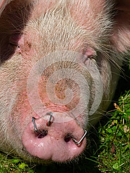 Close up of a pig snout